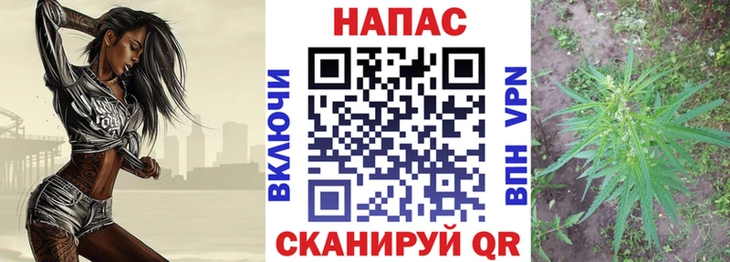 Марихуана планчик  Ленинградская 